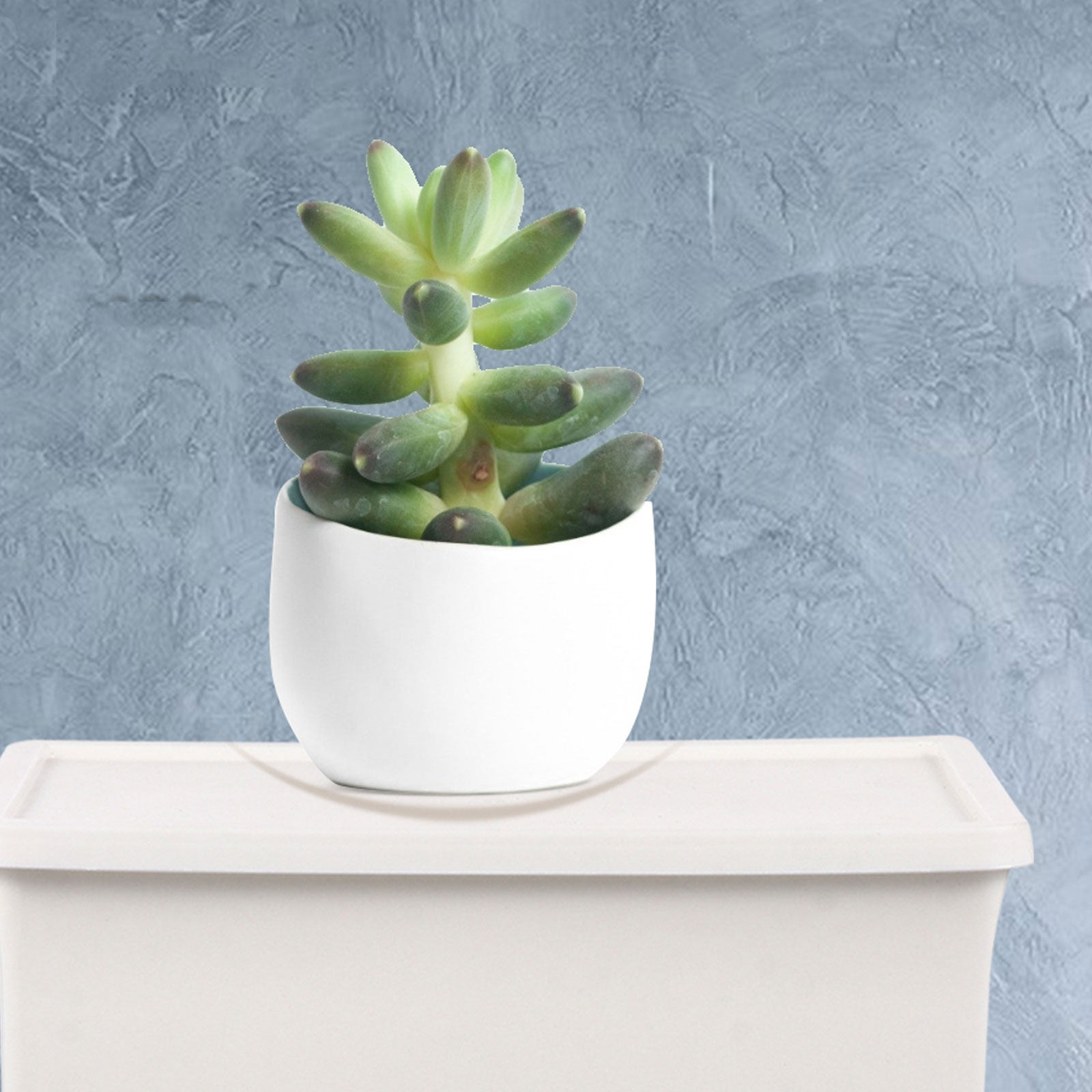 2 stuks creatieve plastic opbe - Home Office Gadgets recensie en prijs